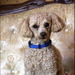 Bender - Poodle
