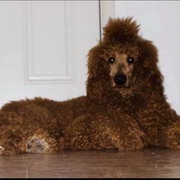 Franklin - Poodle