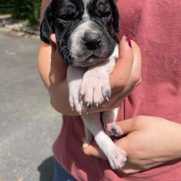 Forest Green - Black and white female Pointer puppy in Olympia, Washington from Birdsboro Pointers