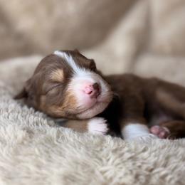 Chipotle-Full tail and blue eyes likely - Red tri-color male Australian Shepherd puppy in Penrose, Colorado from Best Friend Aussies
