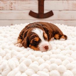 Rip - Brown and white male Bernedoodle puppy in Hudson, Indiana from TurkeyCreek-K9