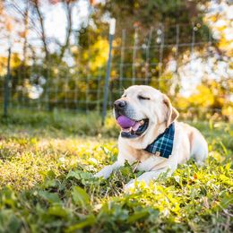 Tank - Labrador Retriever