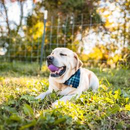 Tank - Labrador Retriever