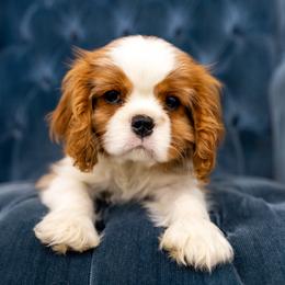 Beagle and Cavalier King Charles Spaniel Puppies from Kazuri Beagles and Cavaliers