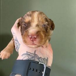 Falcon - Red merle male Australian Shepherd puppy in London, Kentucky from Kenmont Kennels