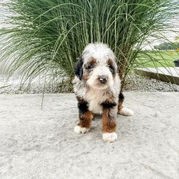 BOOM - Blue merle male Aussiedoodle puppy in Sharpsburg, Georgia from Steindoodles