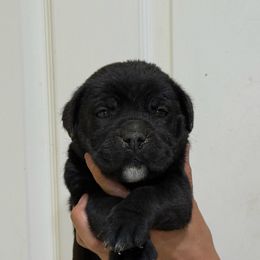 Girl 1 - Black female Cane Corso puppy in Kaufman, Texas from Phantom Corsos