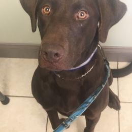 English Cocker Spaniel and Labrador Retriever All Grown Up from Blue Clay Kennels, LLC.
