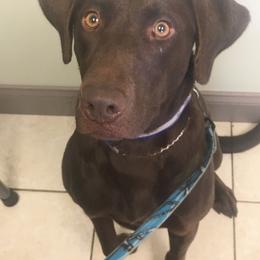 English Cocker Spaniel and Labrador Retriever All Grown Up from Blue Clay Kennels, LLC.