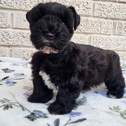 Boy 2 - Salt and pepper male Miniature Schnauzer puppy in Crestview, Florida from Mert's Creek Miniature Schnauzers