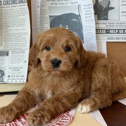 Secret - Caramel red female Australian Labradoodle puppy in Valley Springs, California from Blue Denim Doodles