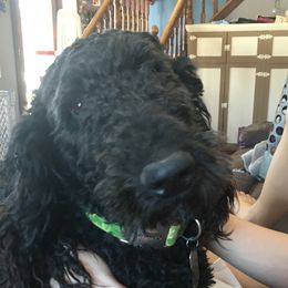 King - Bernedoodle