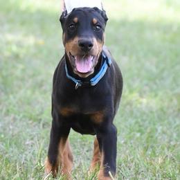 Joker - Black and rust male Doberman Pinscher puppy in Overton, Texas from Obsidian Kennel