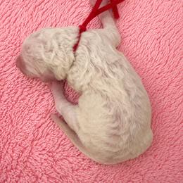 Elsa - White female Poodle puppy in Washington, Pennsylvania from Patriotic Poodles