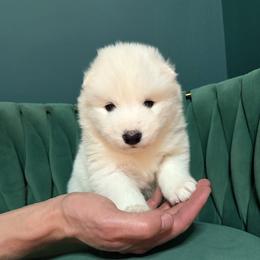 Waffles - White male Samoyed puppy in Tremonton, Utah from Sugar Sweet Samoyeds