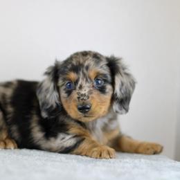 Oscar - Dapple male Dachshund puppy in Alto, Texas from Prima Dachshunds