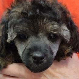 Patrick - Sable male Poodle puppy in Vinemont, Alabama from RottenDog's Poodles