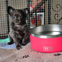 Porsha - Silver and white female Chihuahua puppy in Amity, Pennsylvania from Baxters Chihuahuas