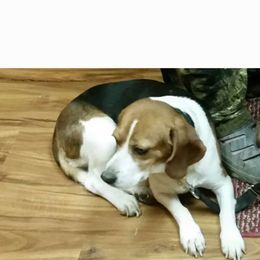 Penny - Beagle
