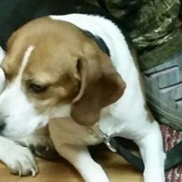 Penny - Beagle