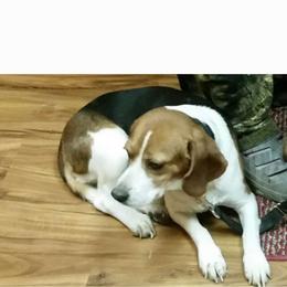 Penny - Beagle