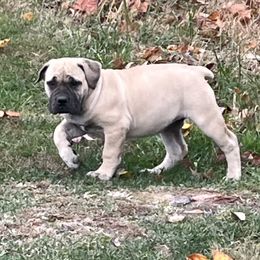 Sweet Pea - Fawn female Boerboel puppy in Guysville, Ohio from Fueled Kennel