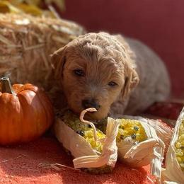 Poodle Puppies from Kurtz Poodles