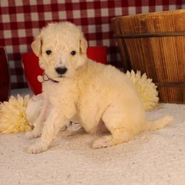 Brioche - Cream female Poodle puppy in Peyton, Co, Usa, Colorado from Peyton Poodles