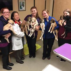 Saluki Puppies from Kushiel Salukis