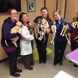Saluki Puppies from Kushiel Salukis