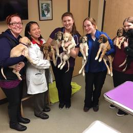 Saluki Puppies from Kushiel Salukis