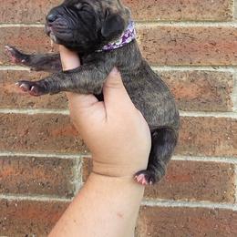 Nagini - Brindle female Great Dane puppy in Arlington, Texas from Scoober Danes