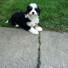 Louie - Tri-color male Bernedoodle puppy in Port Orange, Florida from Royal doodles of Florida