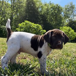 German Shorthaired Pointer Puppies from Chris's GSPs