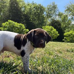 German Shorthaired Pointer Puppies from Chris's GSPs
