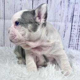 Tahiti - Tricolors female French Bulldog puppy in Lynchburg, Ohio from Pennington Family Frenchies
