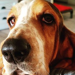 Basset Hounds from Wildflower Bassets
