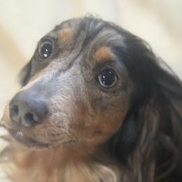 Pumpkin - Dachshund