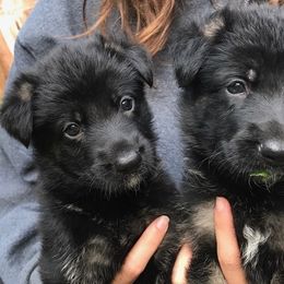 German Shepherds from Witmer Shepherds