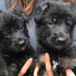 German Shepherds from Witmer Shepherds