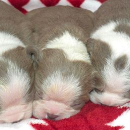 Muffin - Lilac female Boston Terrier puppy in Millers Creek, North Carolina from Tumbling Shoals Hilltop Bostons