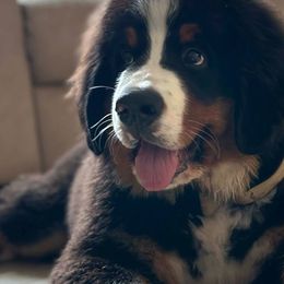 Bernedoodles from Lecanto Puppy