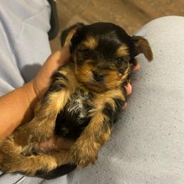 Female 3 - Black and tan female Yorkshire Terrier puppy in Kissimmee, Florida from Bebe AKC Puppies