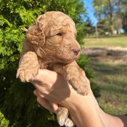 Pink Girl - Apricot female Goldendoodle puppy in Huntsville, Alabama from Winchester Doodles