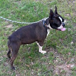 MayMay - Boston Terrier