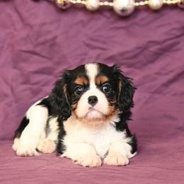 Chandee - Tri-color female Cavalier King Charles Spaniel puppy in San Jose, California from Alpine Meadows Cavaliers