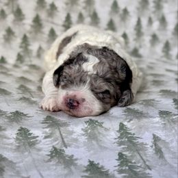 Emerald - Blue merle and white female Sheepadoodle puppy in Tahlequah, Oklahoma from Mulberry Ridge Doodles