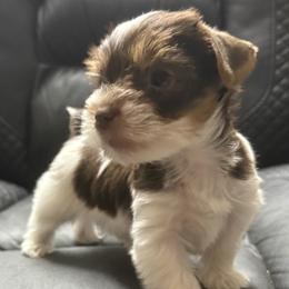 Diablo AKC - Chocolate, tan and white male Yorkshire Terrier puppy in Labelle, Florida from Chocolate and Parti Yorkies in Florida