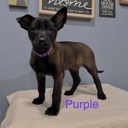 Purple - Black sable female Belgian Malinois puppy in Muskegon, Michigan from Red Acres Working Line K9s