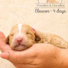 Eleanor - Apricot female Goldendoodle puppy in Lake Charles, Louisiana from Perfect Fit Poodles & Doodles